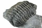 Curled Phacopid (Drotops) Trilobite - Mrakib, Morocco #357347-5